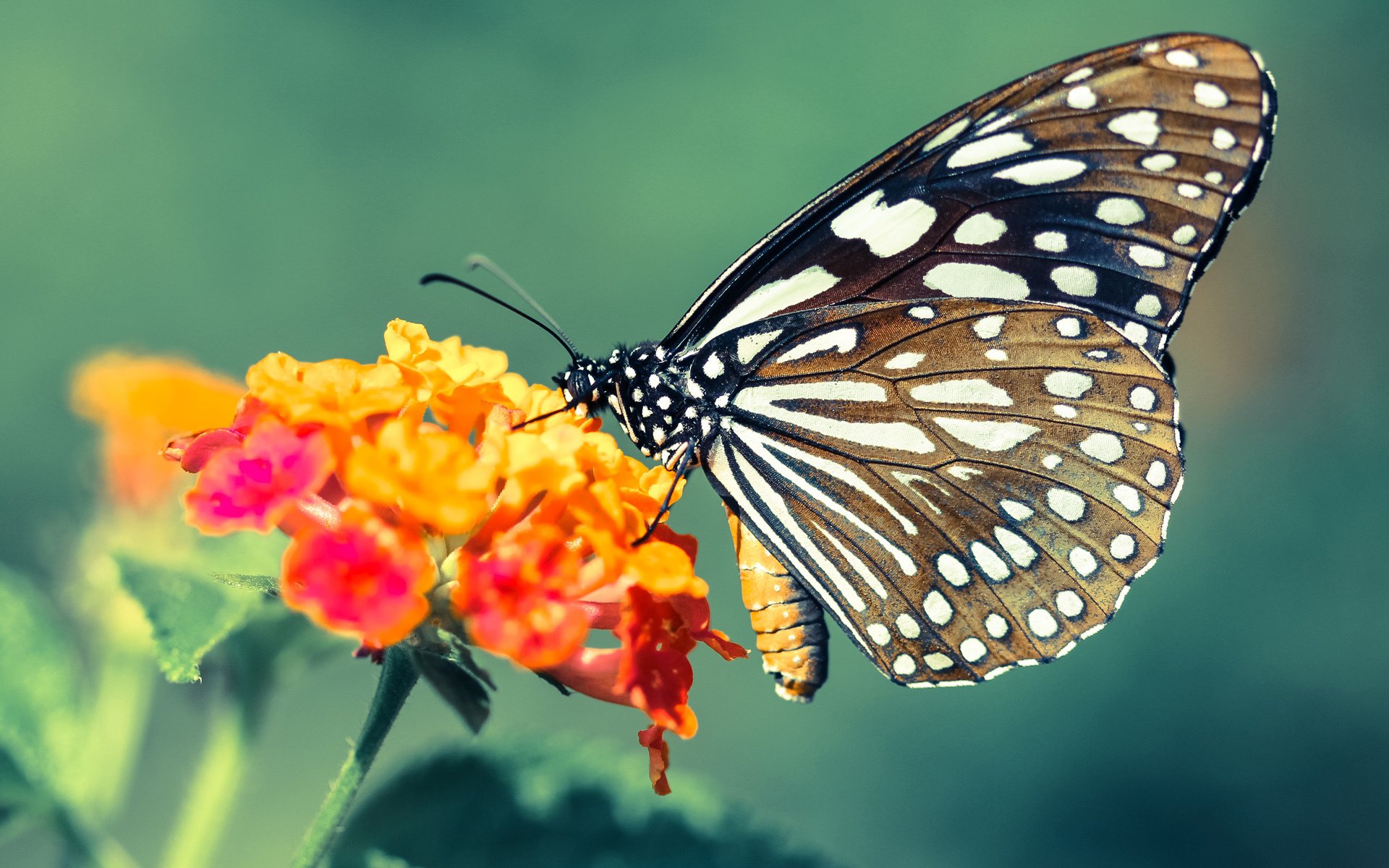 内线球员在快节奏比赛中的回防挑战,内线球员在快节奏比赛中的回防挑战