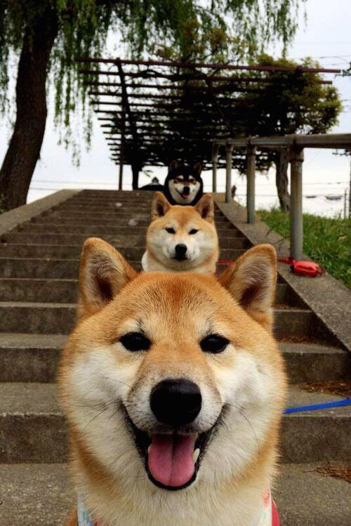 开云体育官网-国家队替补轮换体系构建失败，轮换阵容和替补阵容区别