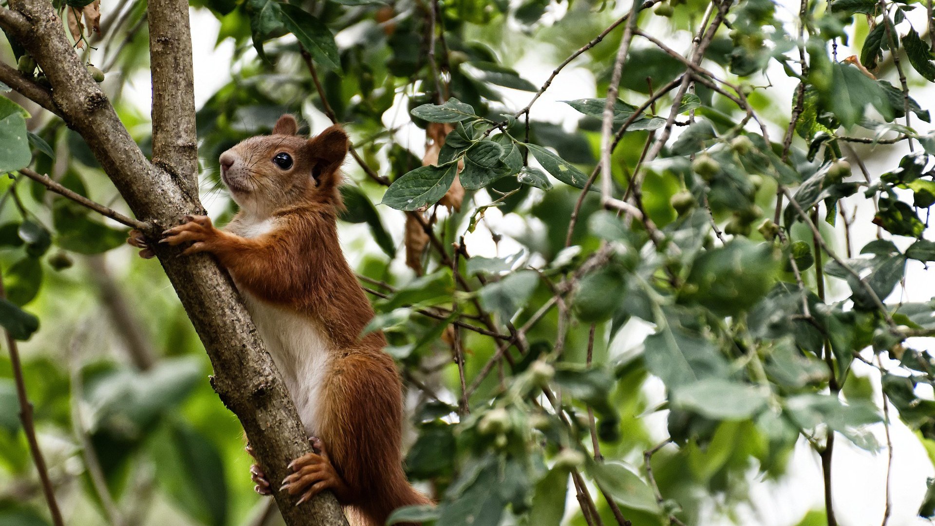 替补登场球员是否更能体现球队战术板应变水平,替补球员进场怎么处罚