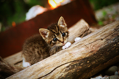 节奏主导权是否是比赛胜负的决定因素,比赛节奏的概念
