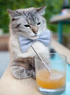 辽宁飞豹重整旗鼓誓夺新赛季冠军,辽宁飞豹cbdl