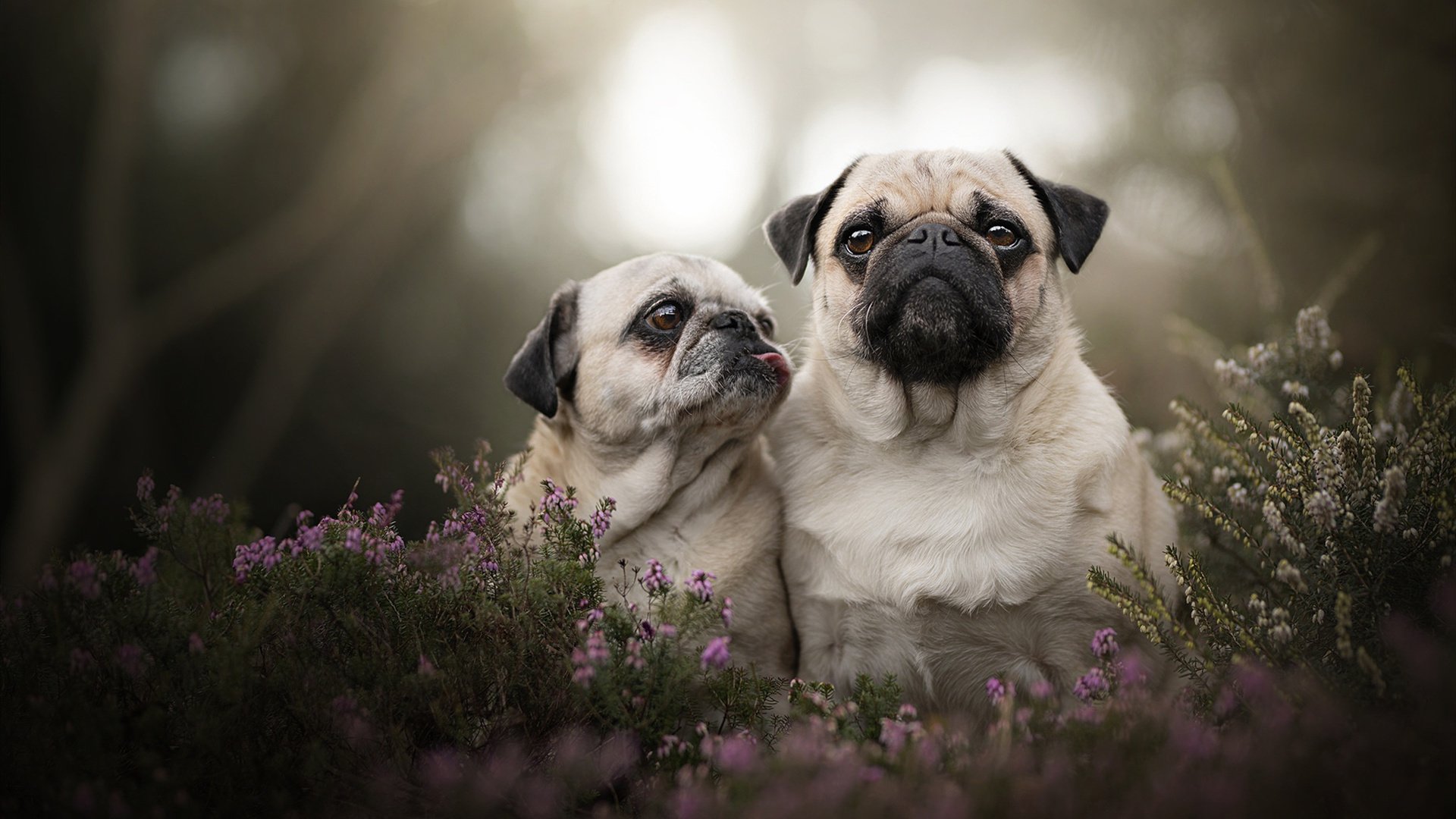 开云体育下载-CBA季后赛球票抢购火爆彰显联赛关注度和商业价值持续上升，cba新赛季球票