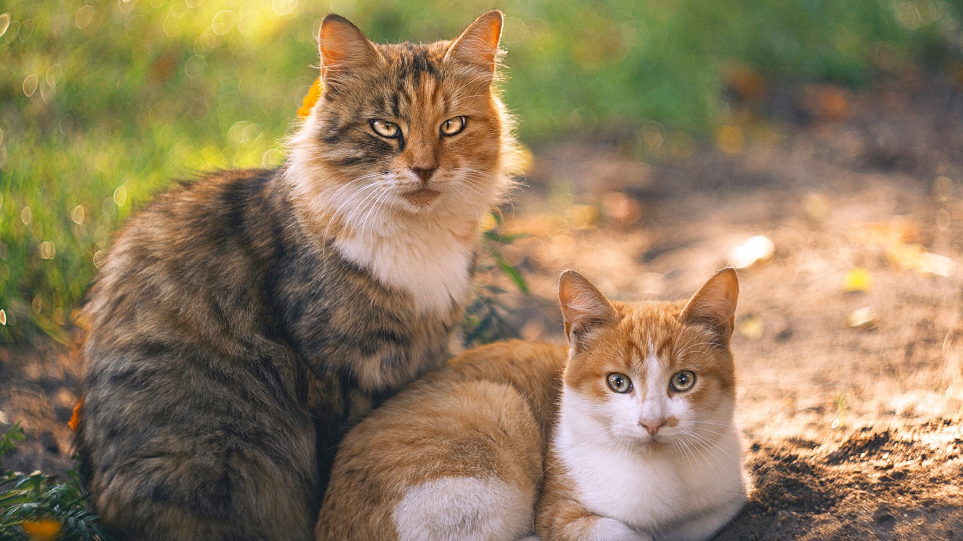 开云官方网-世界杯激情无限：精彩片段一次次刷新！，世界杯锦集视频