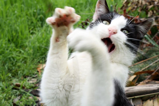 全黑队精准的传球和快速突破形成强烈的进攻威胁,全黑球衣什么意思