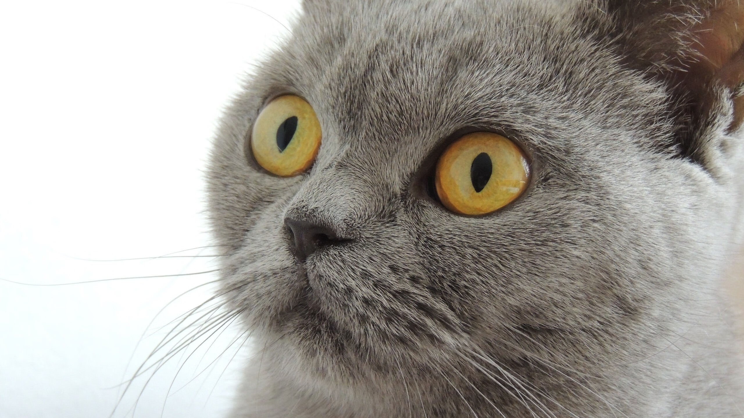 国家队试点多语言战术指令适应国际交流需求