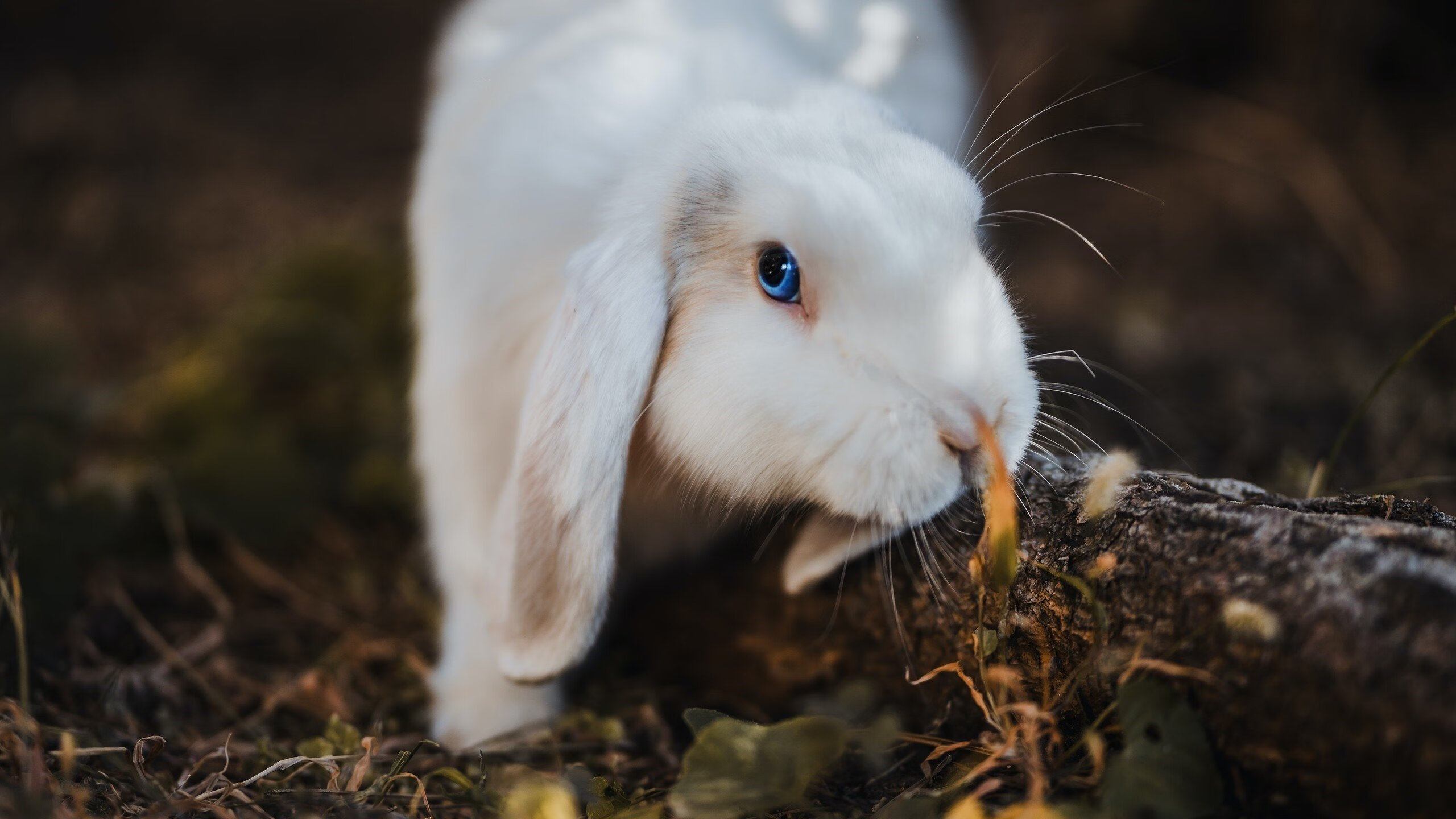 多国合作开启足球绿色环保城市建设,倡导低碳运动生活