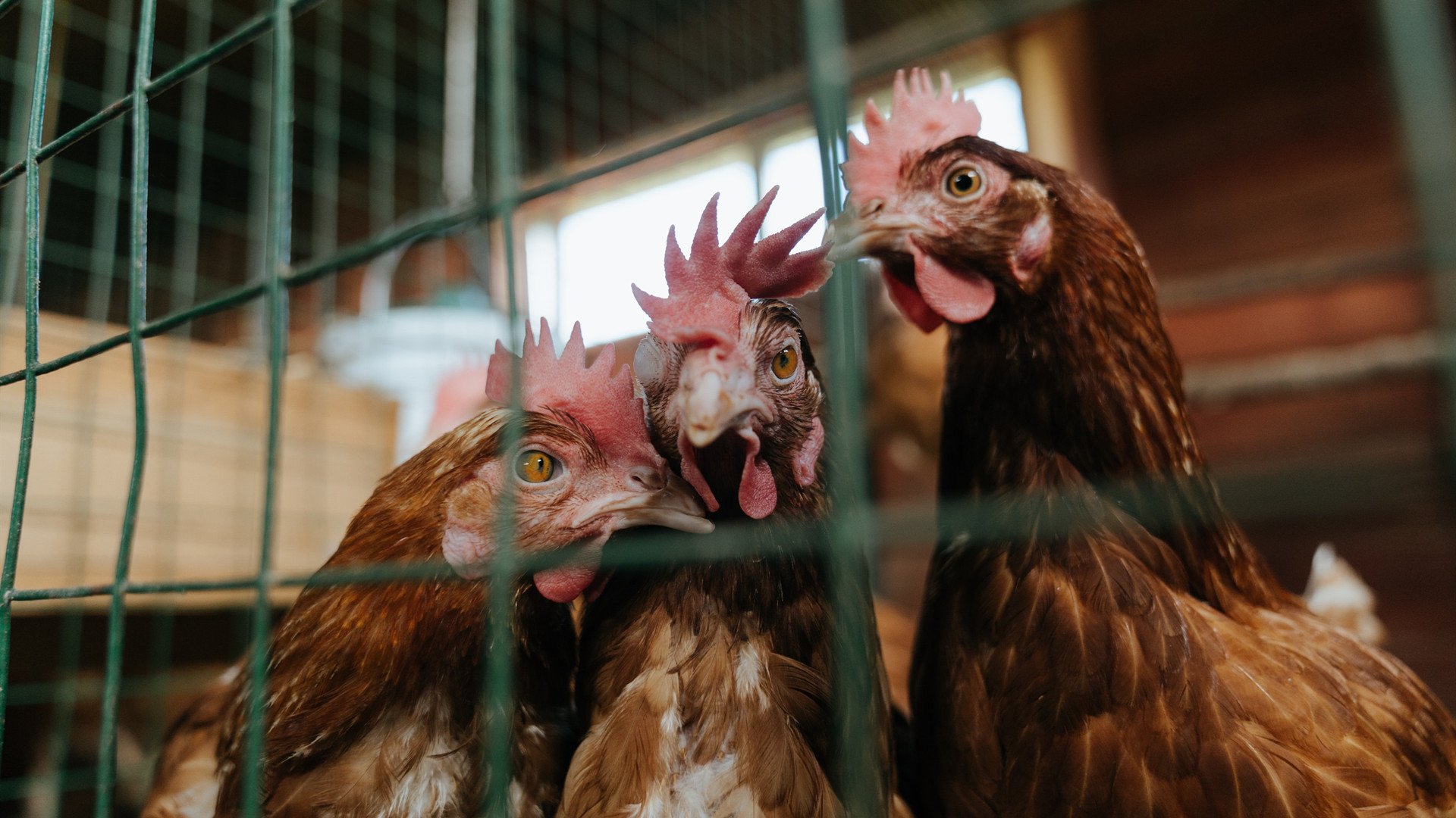 步行者小阵容频繁拉开空间加强外线投射,步行者2021阵容