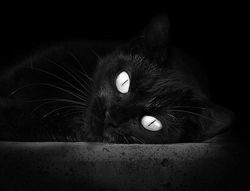 法国橄榄球的战术创新推动全球发展潮流,法国橄榄球和美国橄榄球一样吗