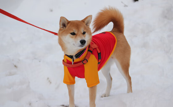 kaiyun网址-特色足球场馆引入多功能智能娱乐系统，提升用户体验，足球场管理软件
