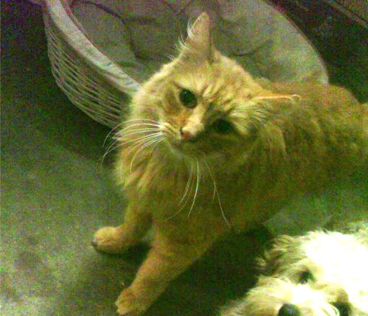 开云体育app-猛龙逆势翻盘加索尔高效砍下高分，小加索尔猛龙年薪