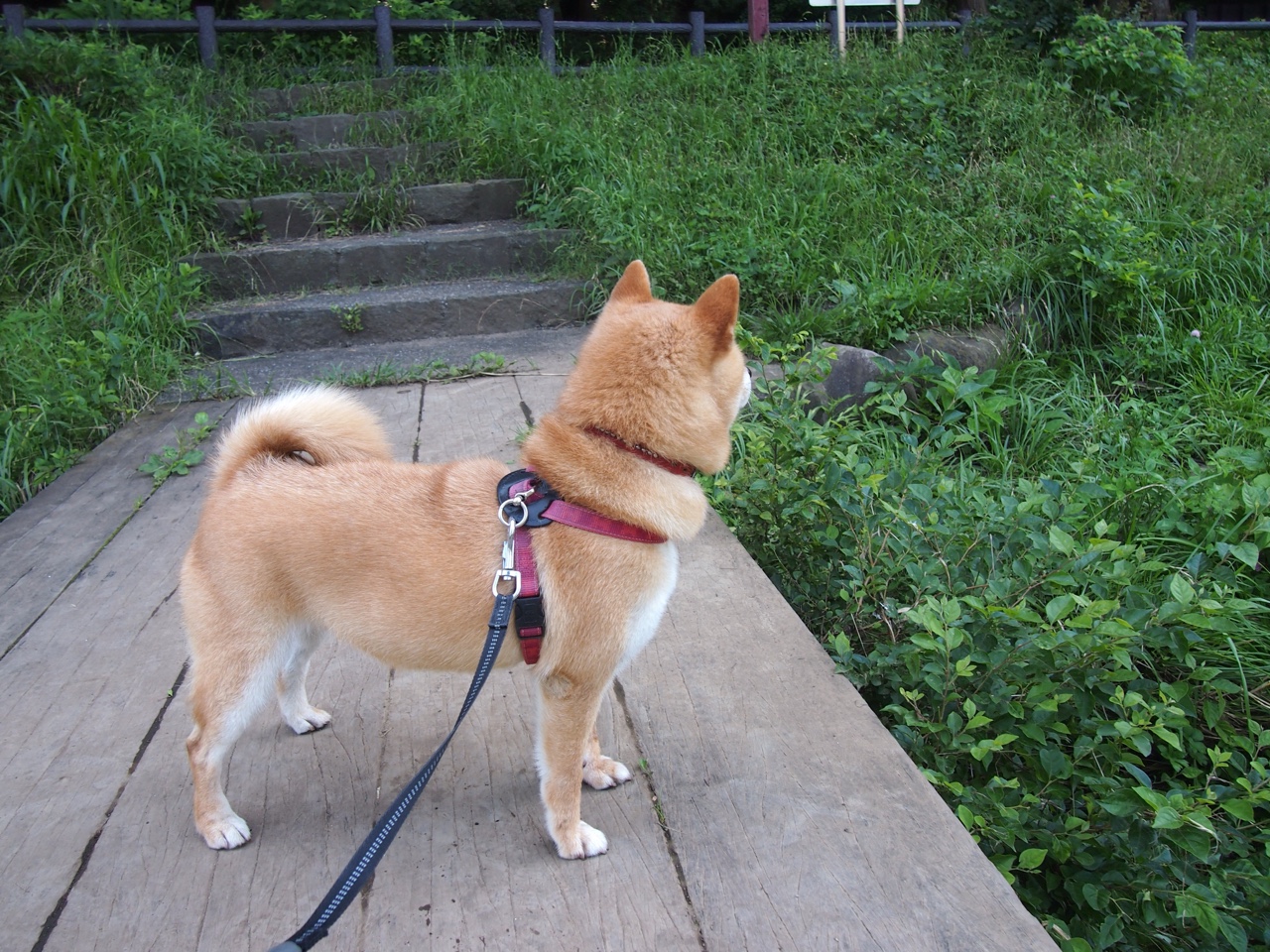 球员自发慈善赛举行,回馈社区暖人心,自发组织的足球赛场上受伤要赔偿吗