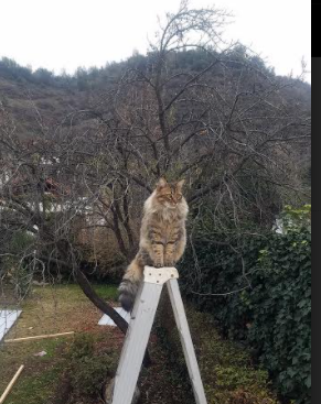 Hughes 突破防线,制造多次得分机会