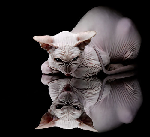 开云体育官网下载-七人制橄榄球比赛裁判判罚引热议，七人制橄榄球队